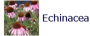 Echinacea_BA001a