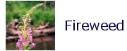 fireweed