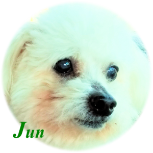 愛犬のケアもフラワーエッセンスとメディカルアロマで 池袋のフラワーエッセンスカフェ 愛犬のケアもフラワーエッセンスとメディカルアロマで 池袋のフラワーエッセンスカフェ